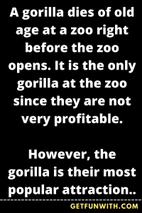 A gorilla dies of old age at a zoo right before the zoo opens. It is the only gorilla at the zoo since they are not very profitable.